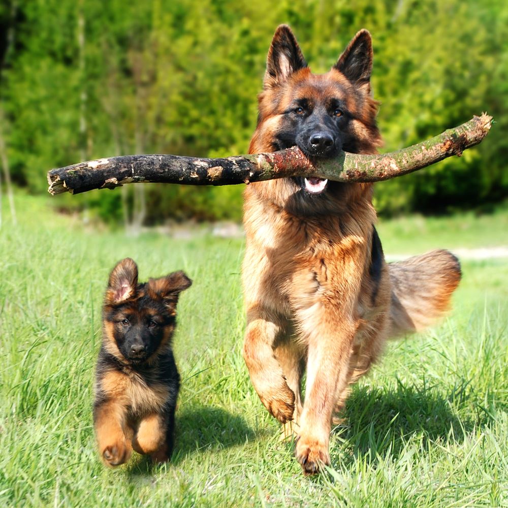 Köpek Gençlik Hastalığı (Distemper) Nedir?