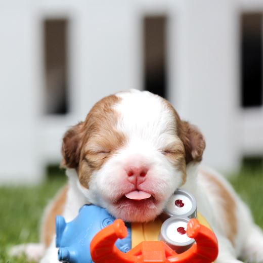 Köpek Gençlik Hastalığı (Distemper) Nedir?